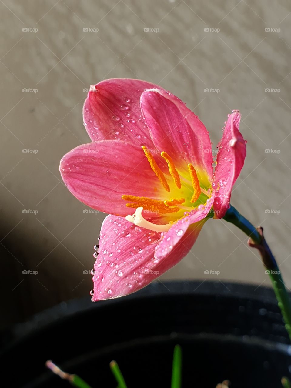 beautiful flowers in my garden