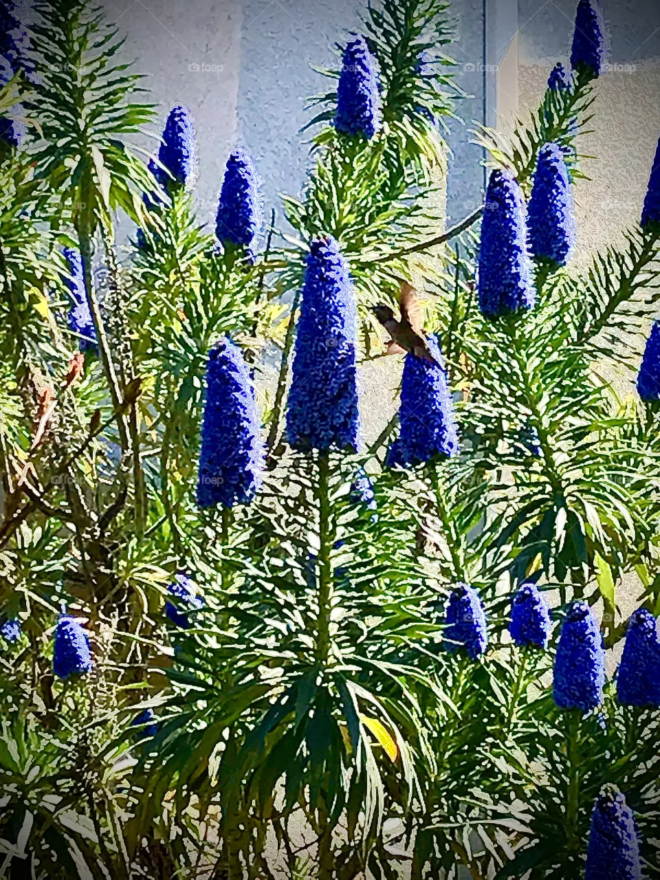 Hummingbird visits pride of Madeira flowers 