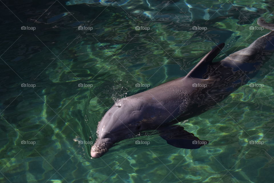 Dolphin swimming in sea