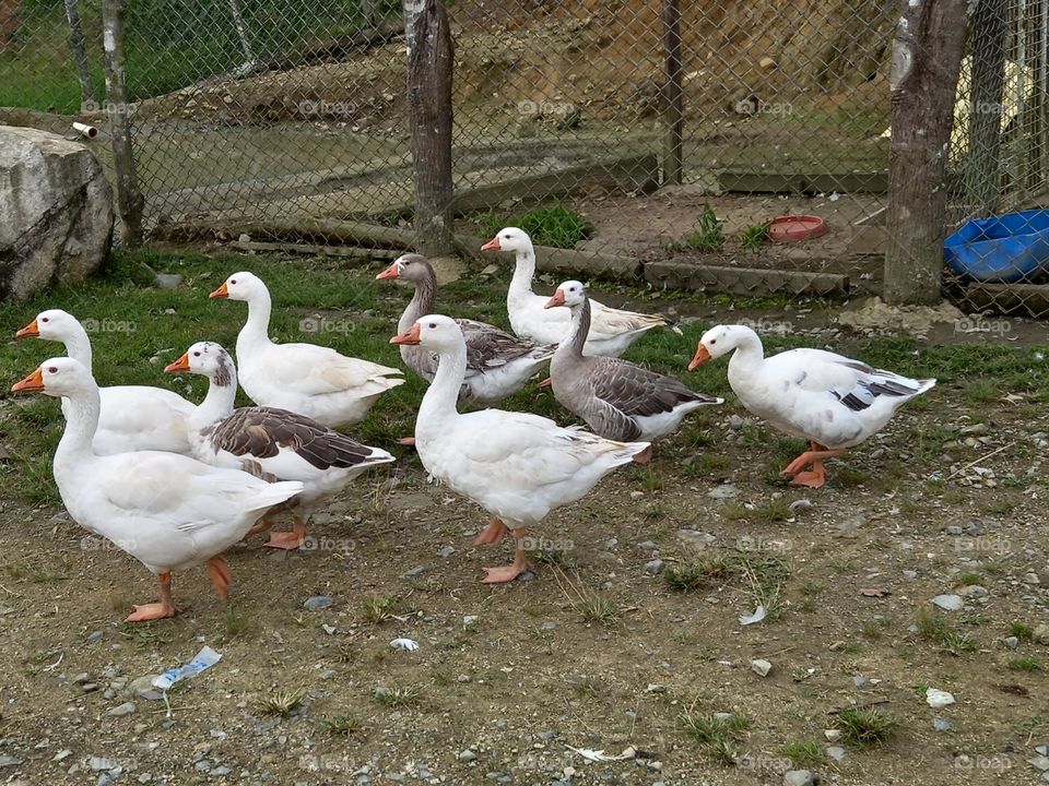 various ducks