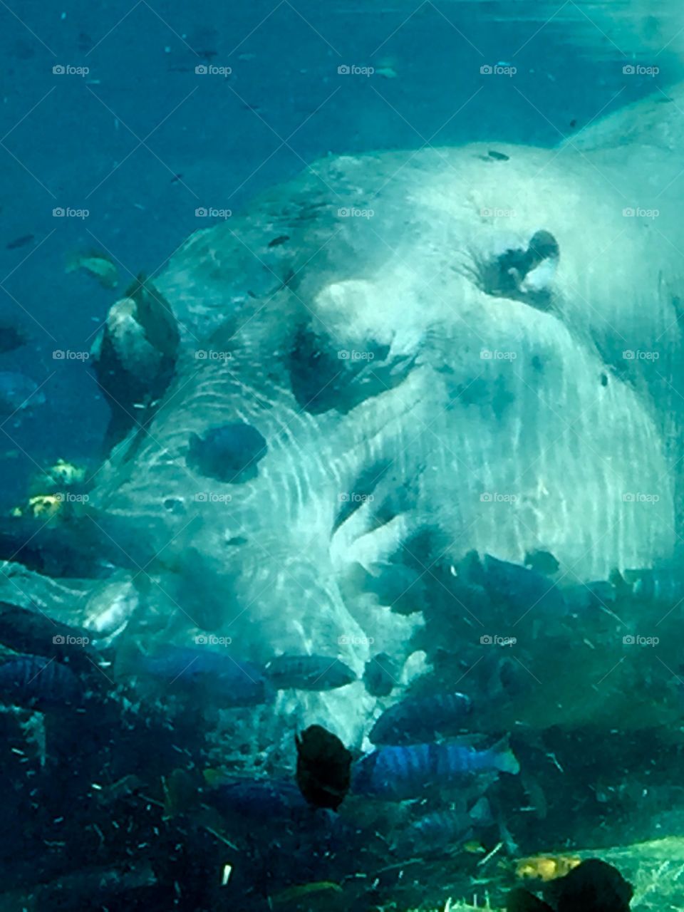 Underwater hippo