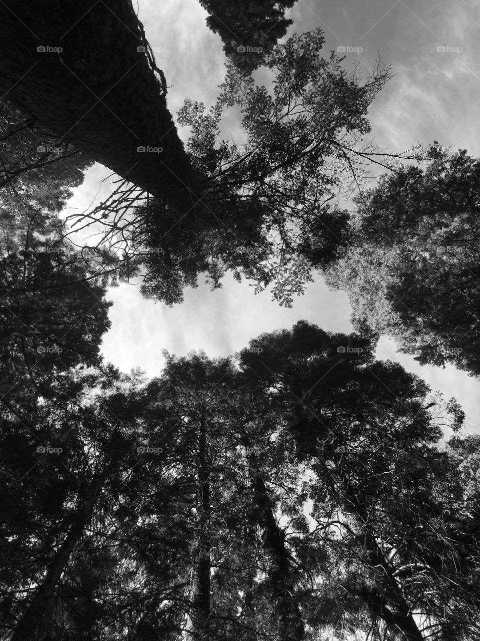 Bellos árboles en la montaña
