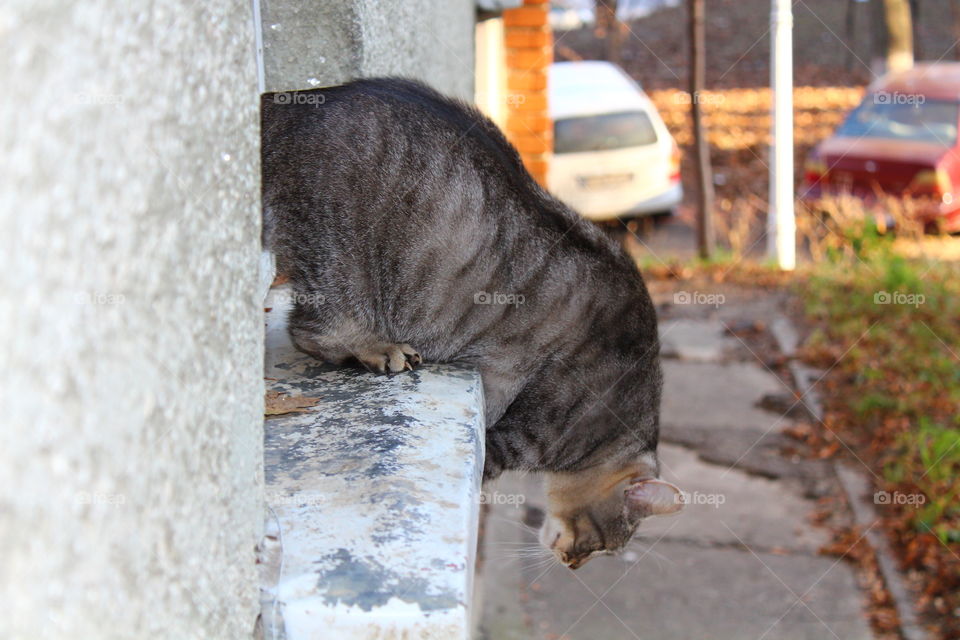 Cat hanging on the block window