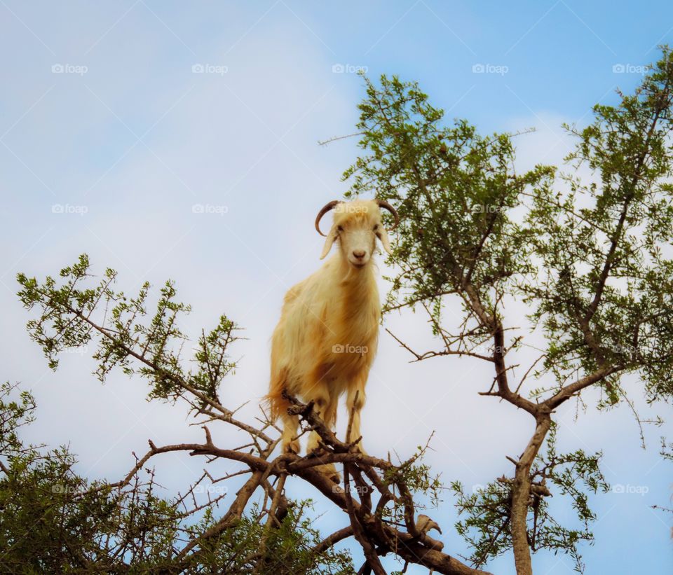 Goat in a tree