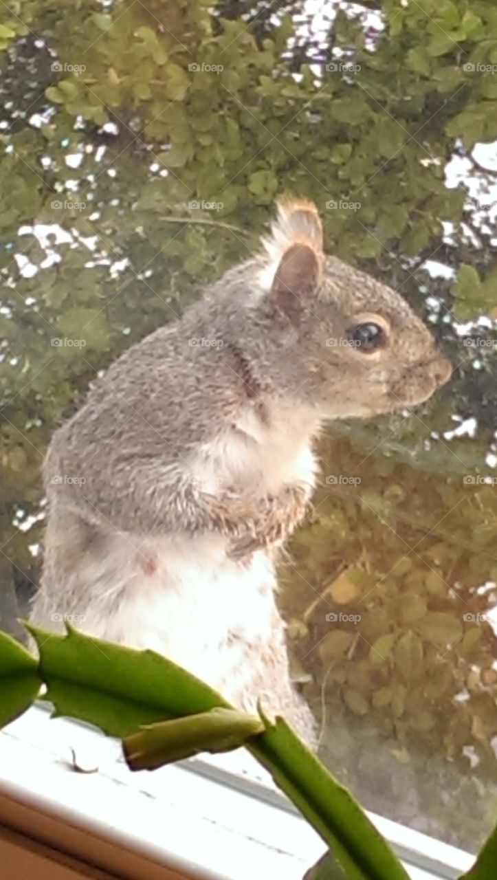 Peeping Squirrel