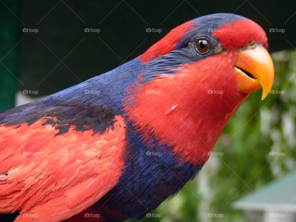 nature red eye bird by lancashirelad