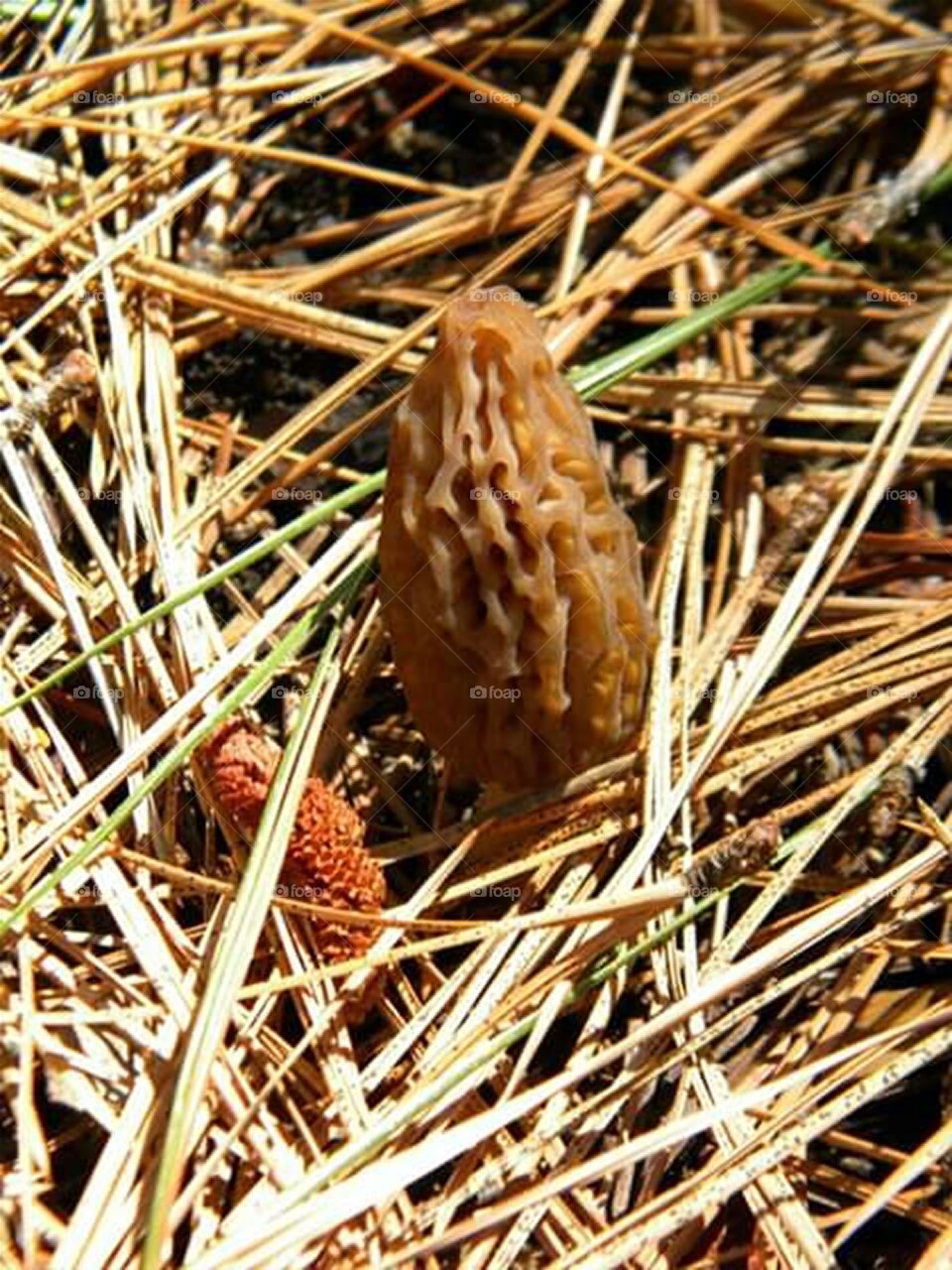 morel mushroom growing out of soil and pine needles