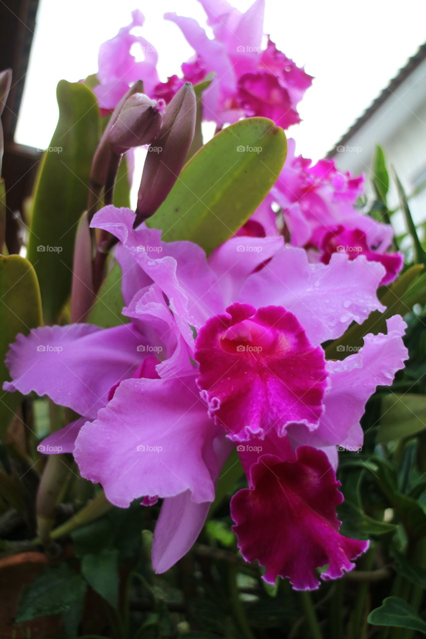 orchid