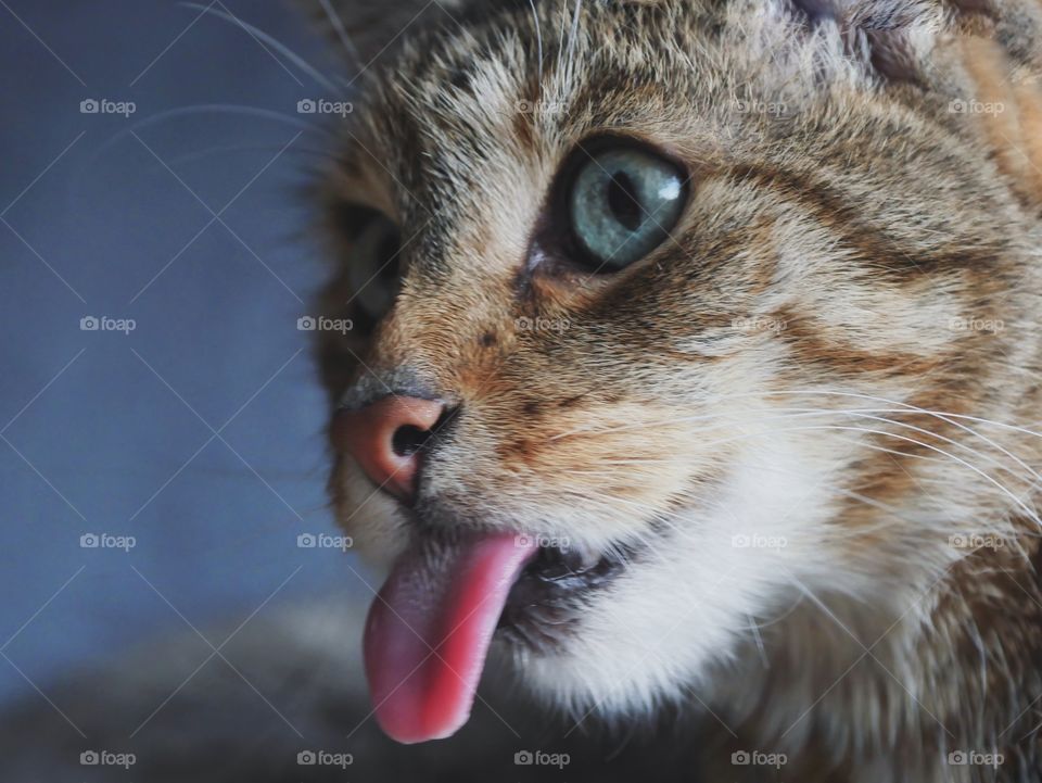 Close up portrait of tabby cat with tongue out