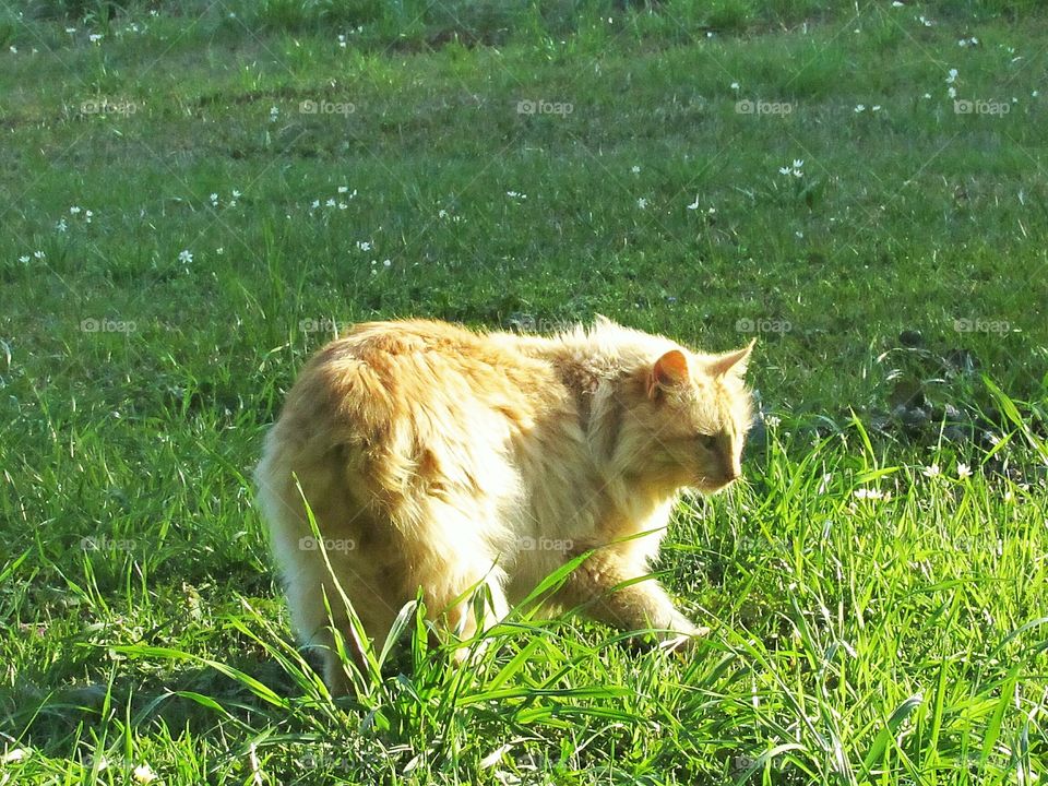 yellow tabby American bobtail manx cat in green grass