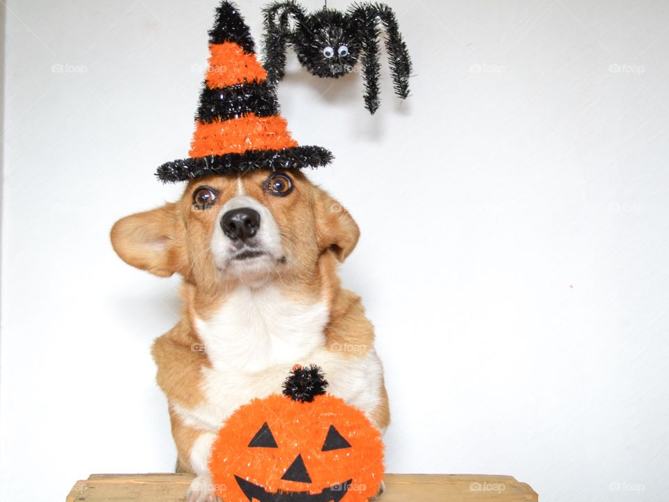 Cute dog in halloween costume - funny expression