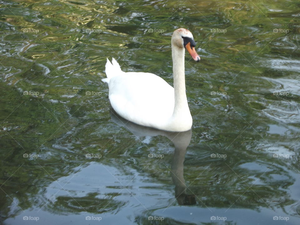 Lakeland Swan