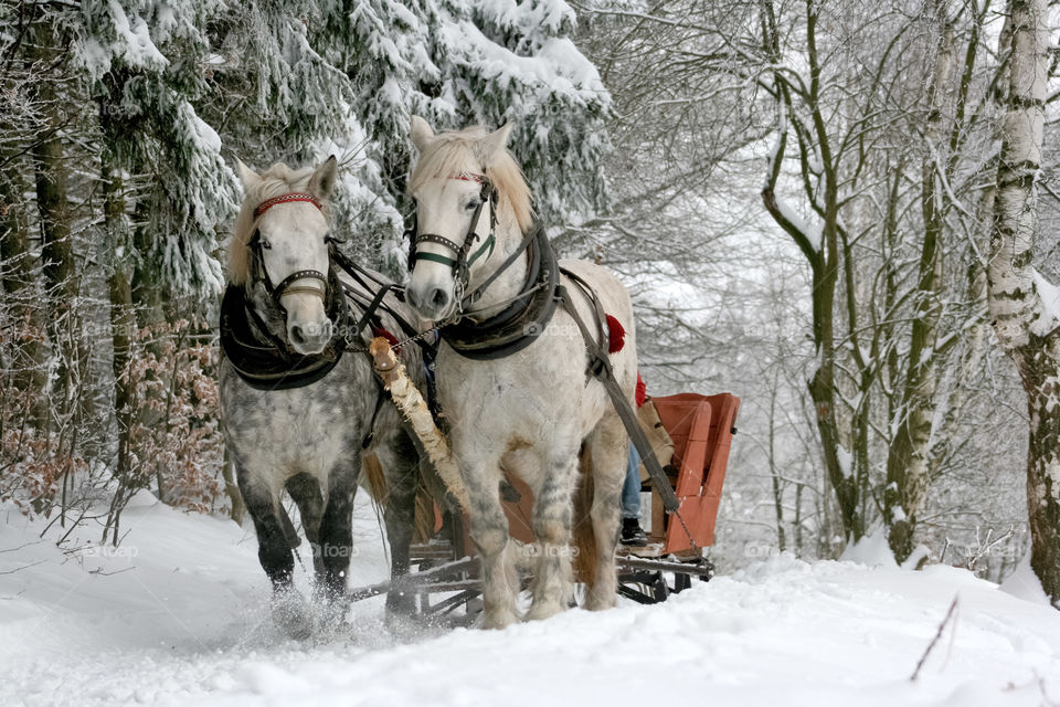 Sleigh Ride Horses Winter