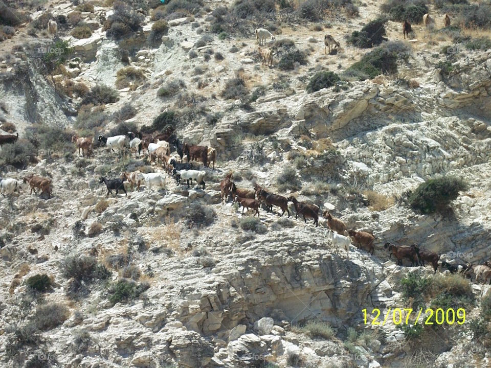 Goat trail, Cyprus