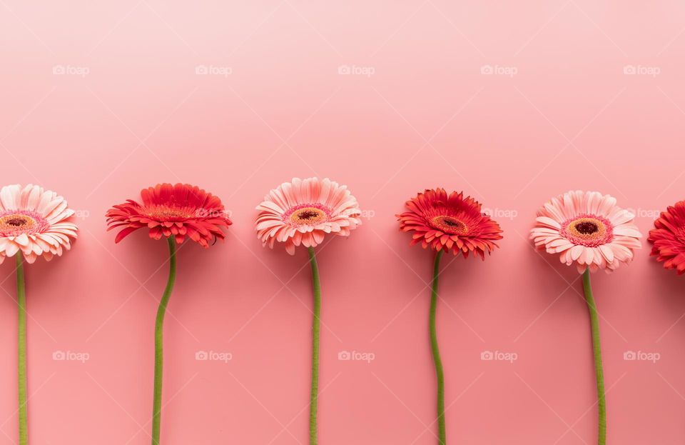 gerbera flowers