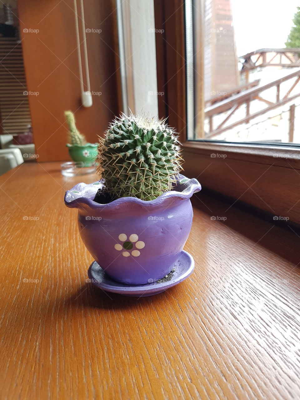 little cactus