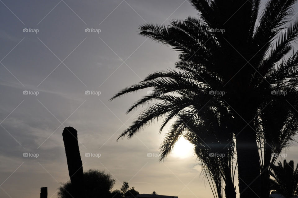 summer sunset palm sun by si_vle