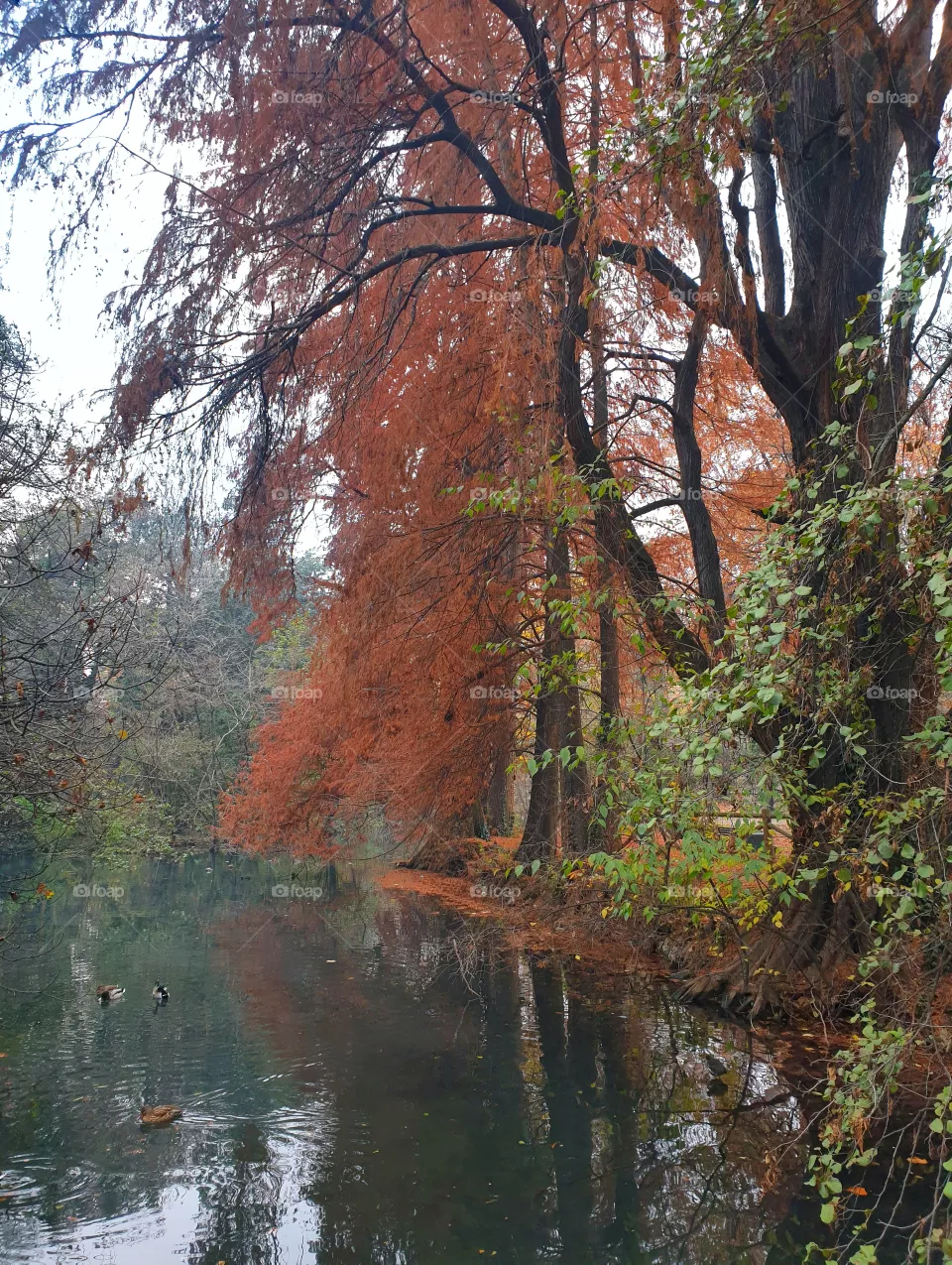 Trees
