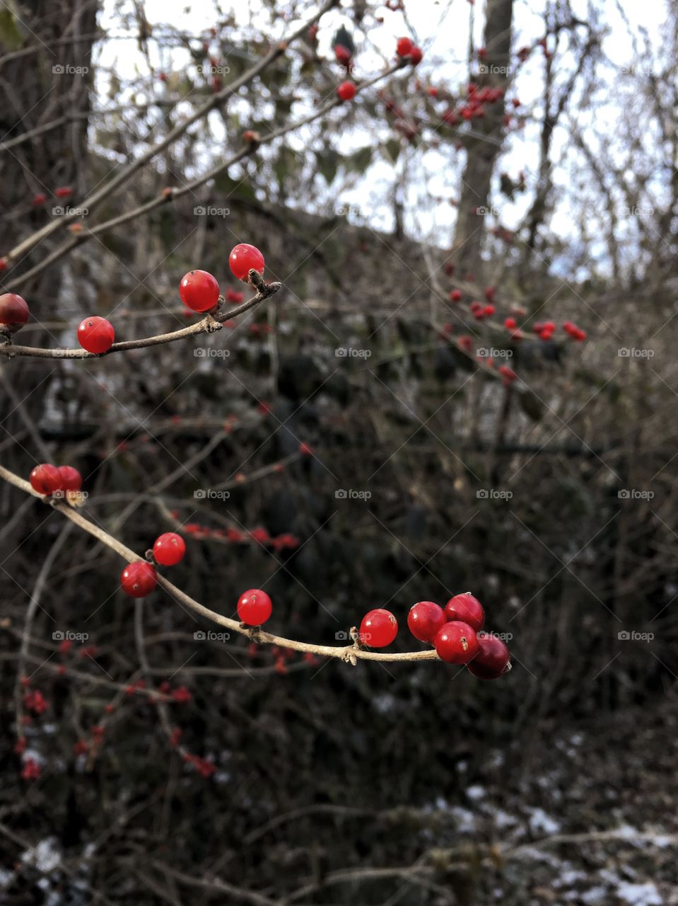 Winter red berries