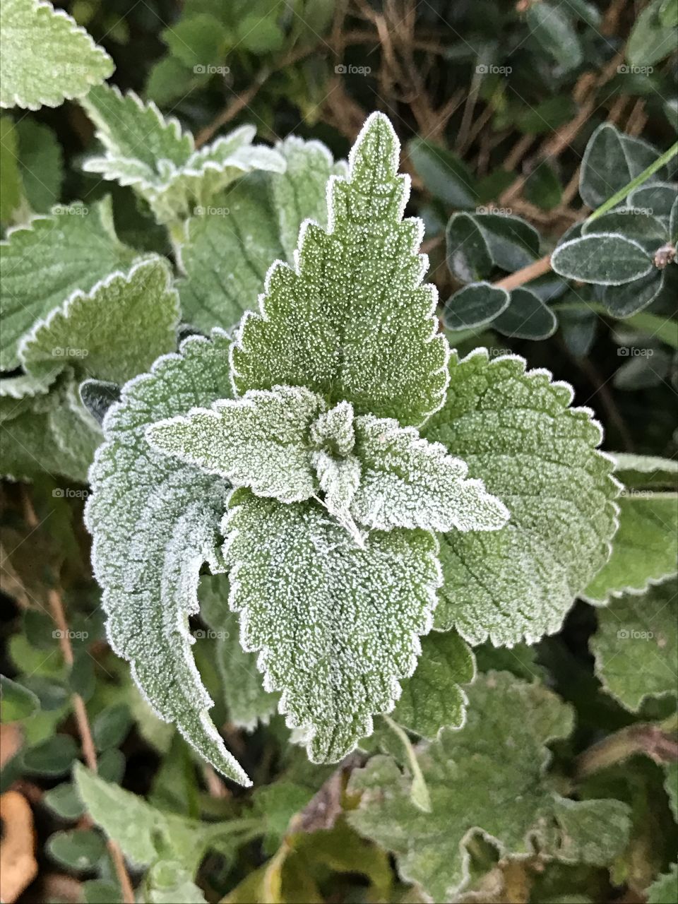 Frost in the morning
