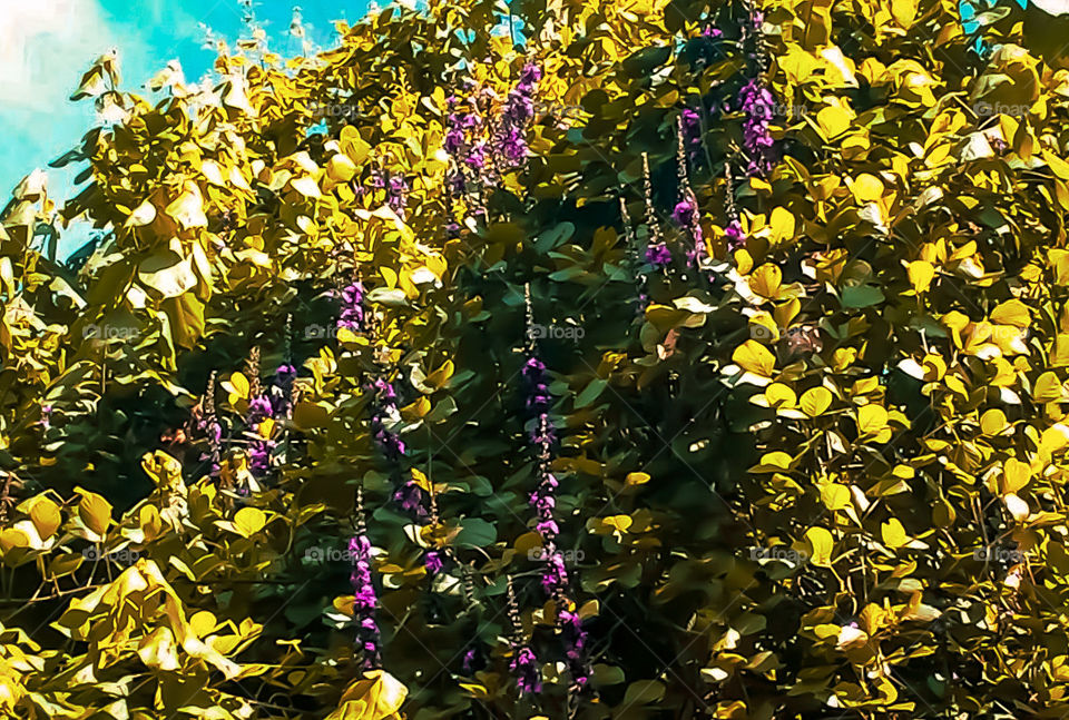 Beautiful bush with purple flowers