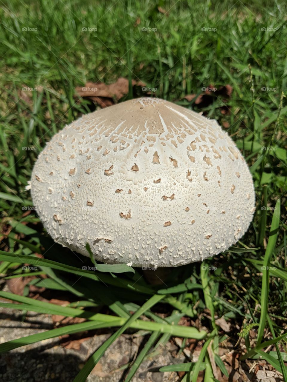Textured taupe cap on a white mushroom nestled in green grass.