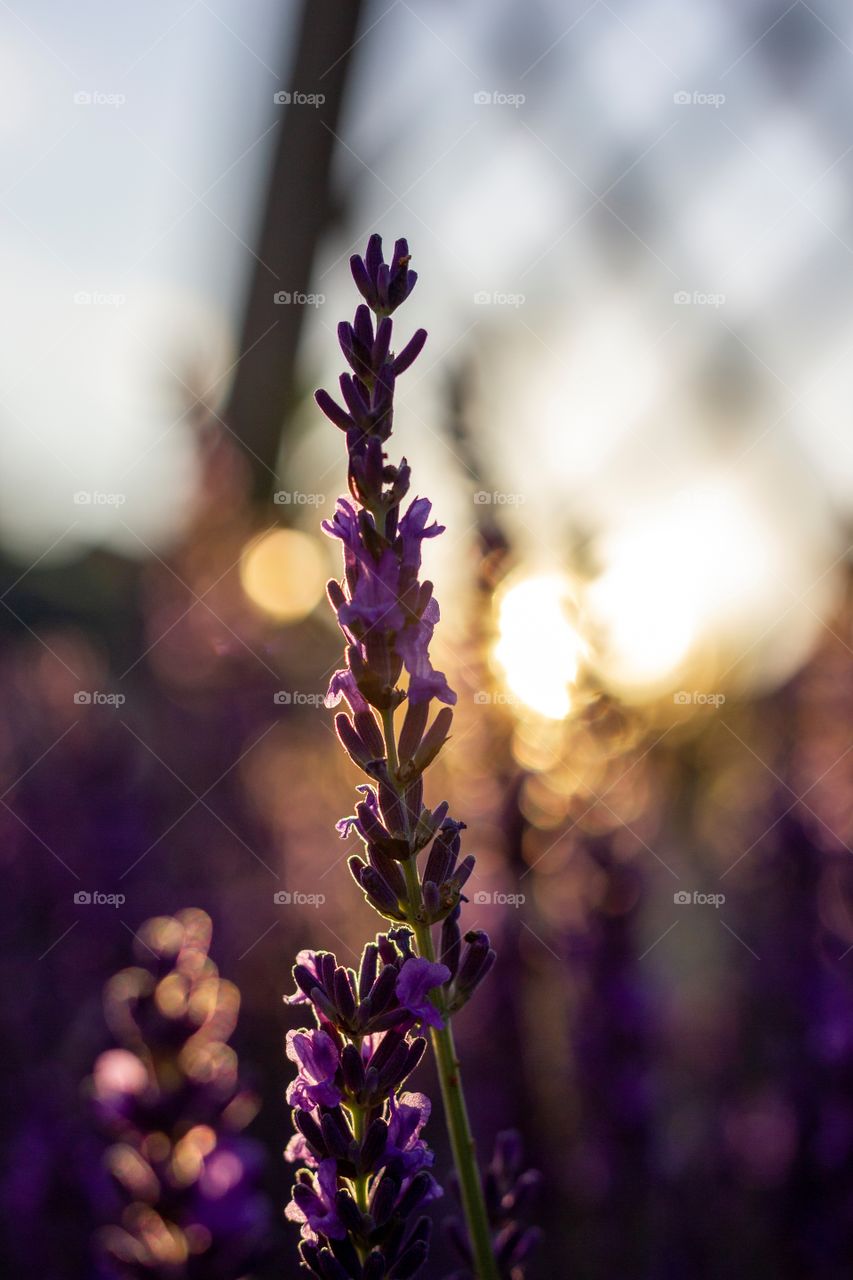 A colorful and scenic portrait of some purple lavender from a bush during a sunset.