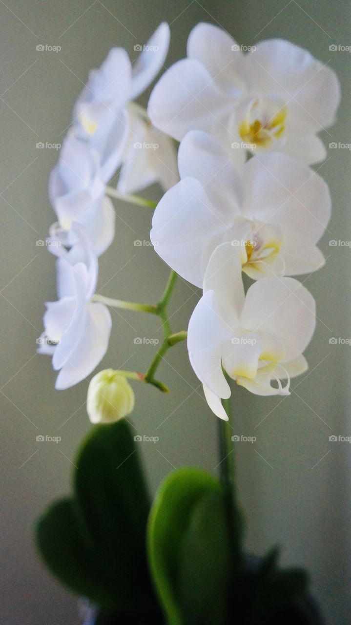 Reflection of a white orchid-an exotic tropical  flower loved by many. Orchids can be fussy-or mysterious in their demands. 