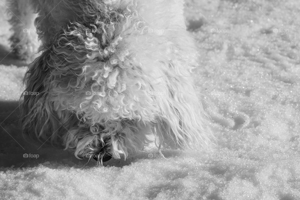 white dog on the white snow 