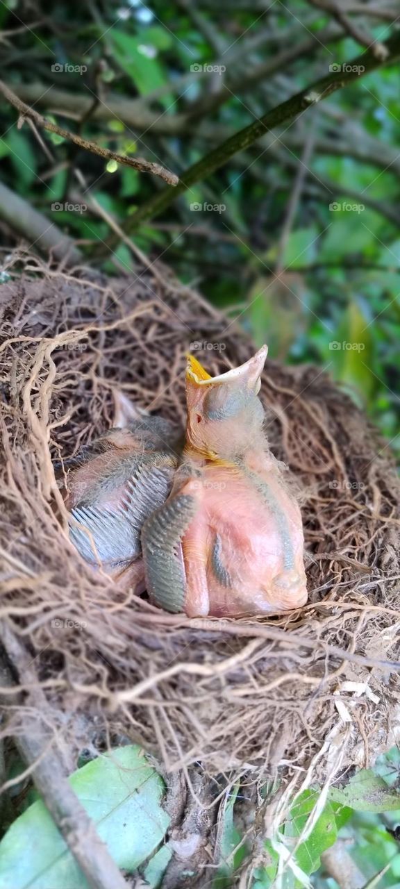 I knew in the nest a firebird was asking for food.