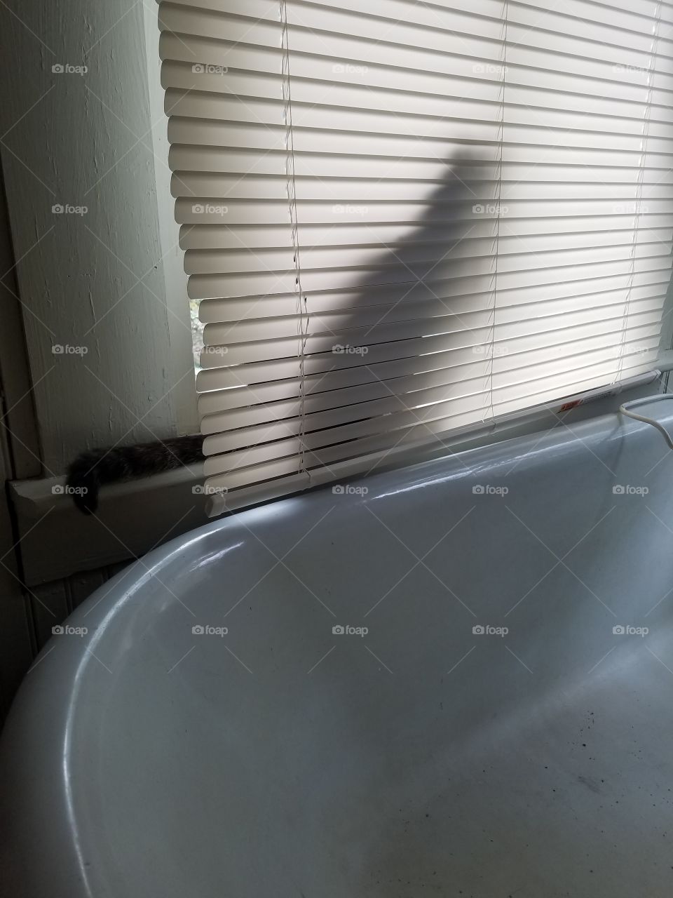 Cat on a Ledge behind Bathtub