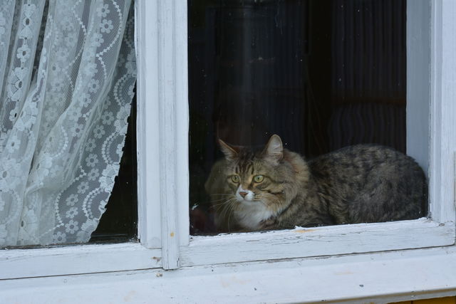 Cat, No Person, Window, Door, Wood