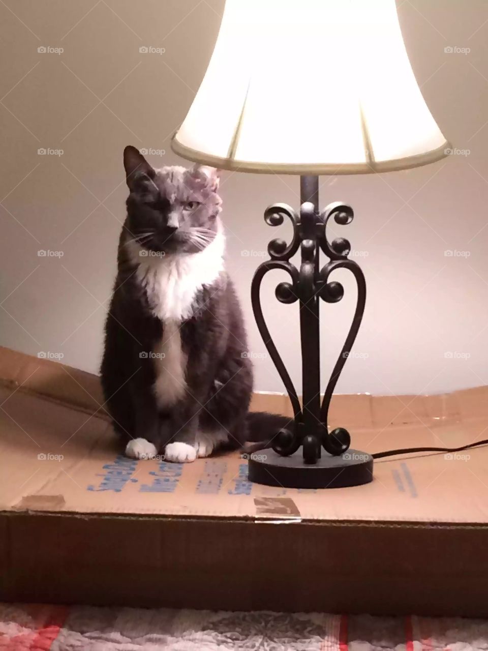 This lamp is mine, get your own! The cat has spoken! 