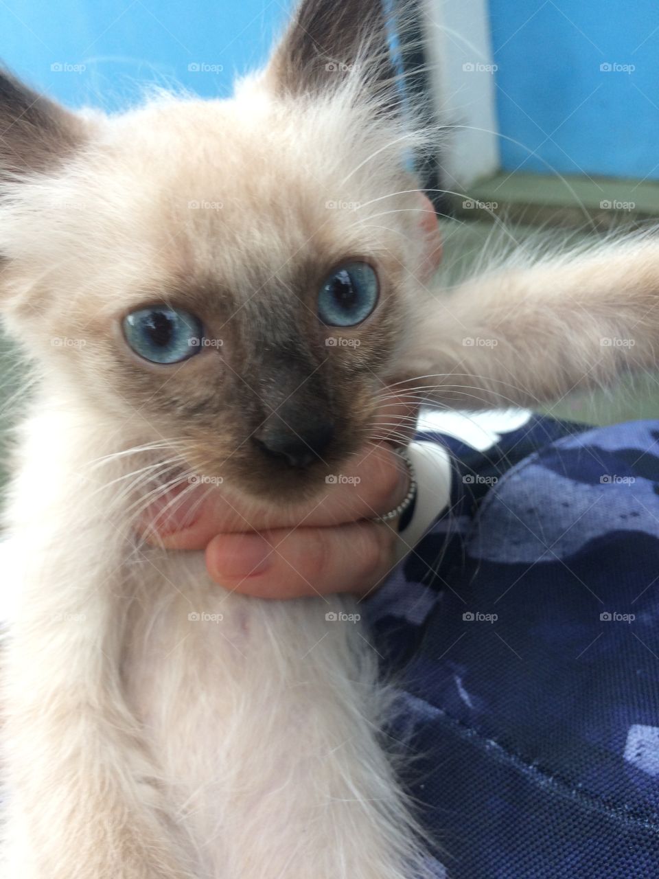 Cat blue eyes 
