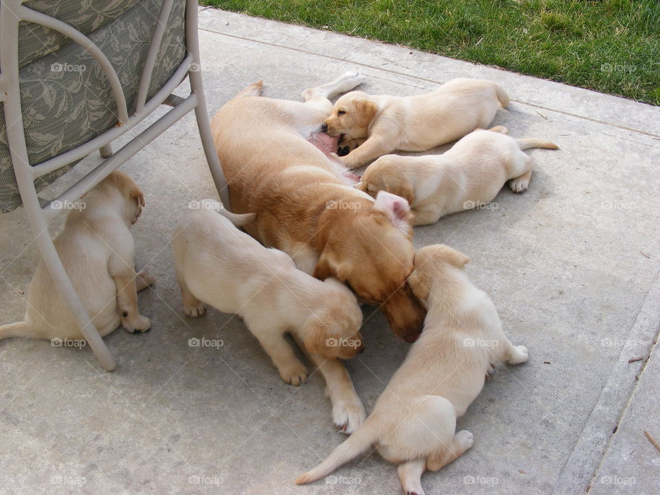 Dog and puppies