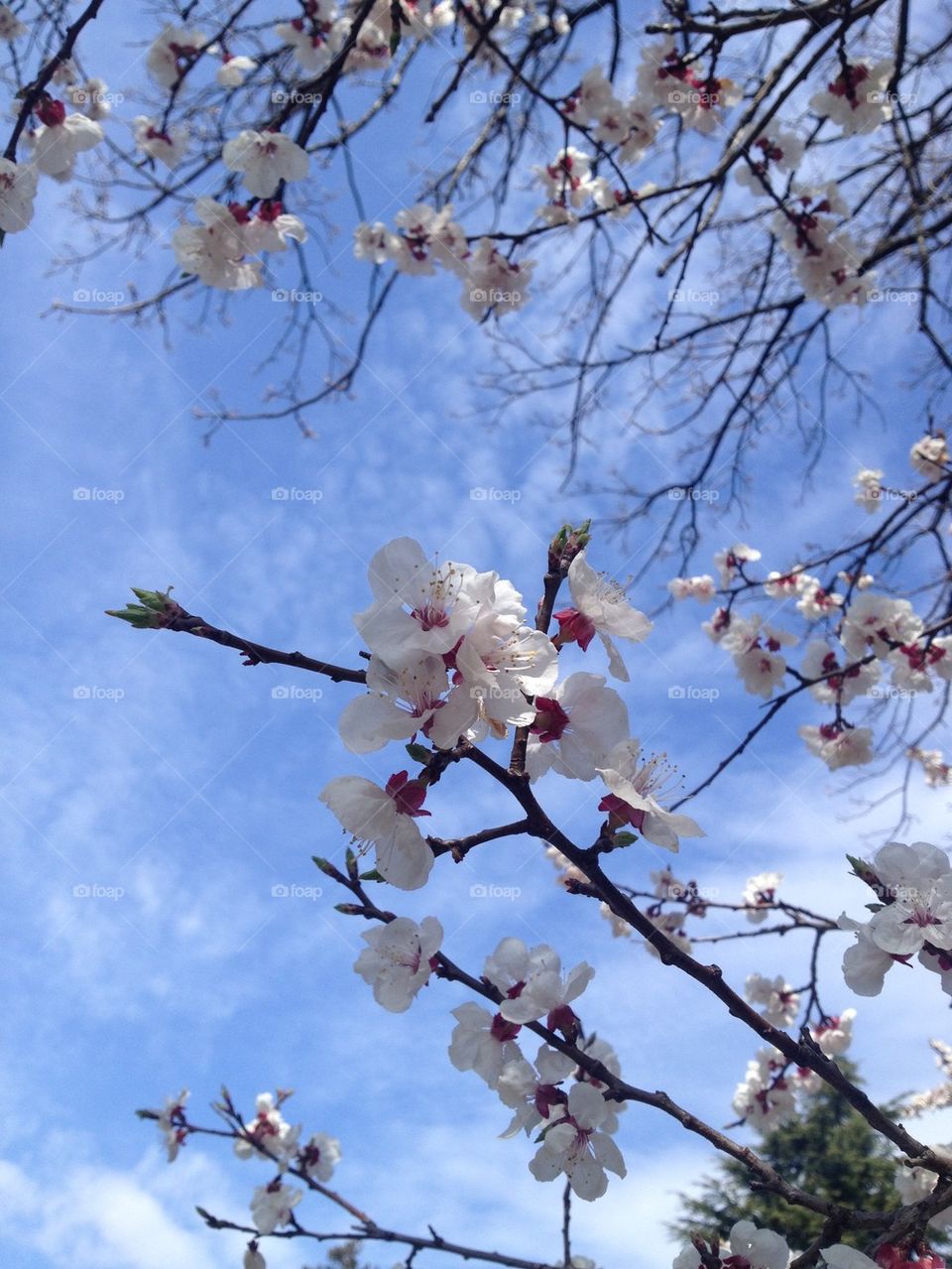 Sakura Blossoms III