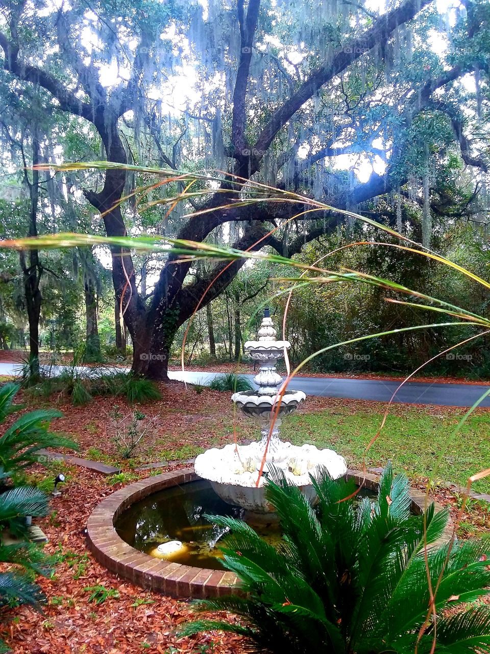 rainy autumn day under oak tree Spanish moss fountain foliage