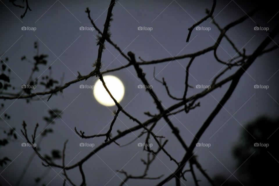 Branch in front of moon light