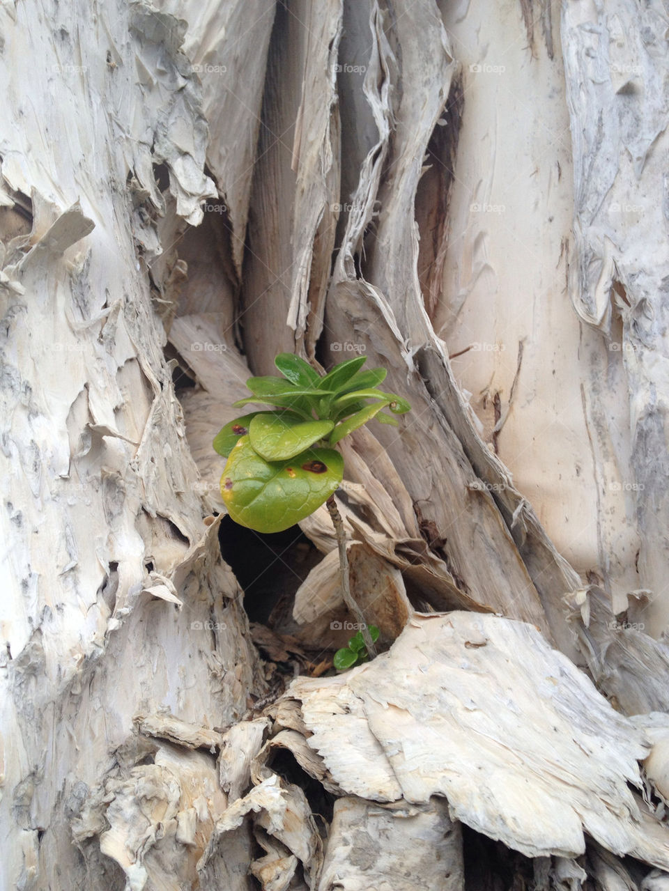 wood tree plant bark by splicanka