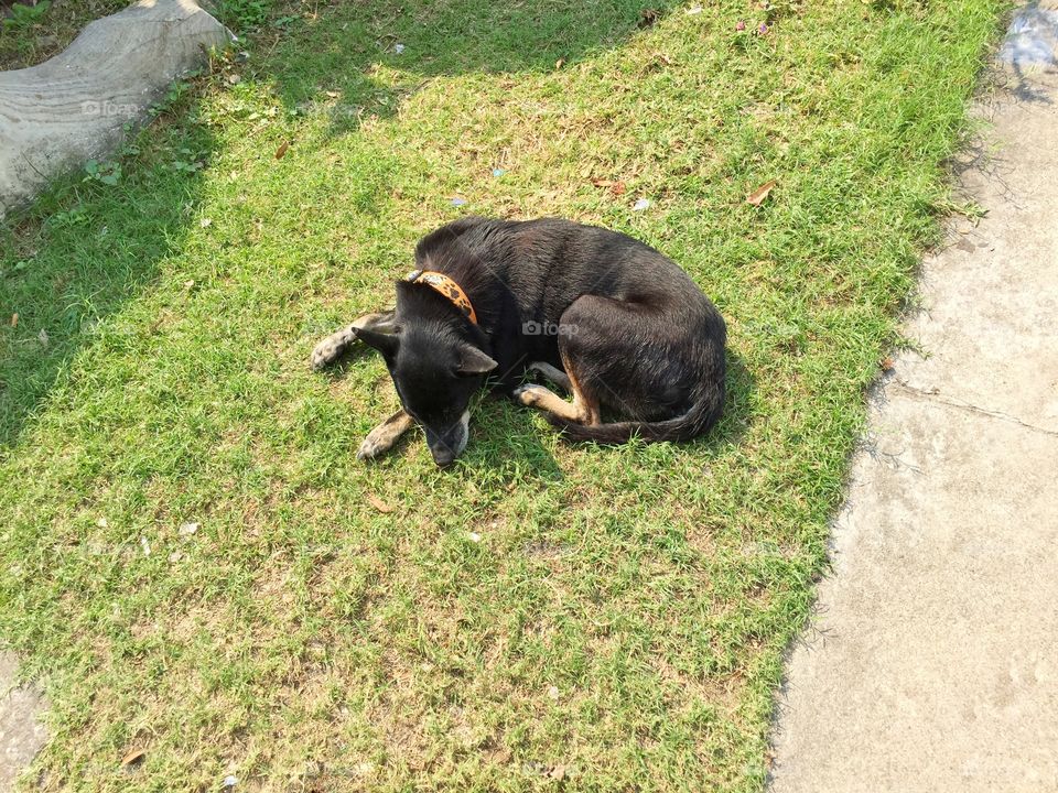Black dog sleeping on the grass 