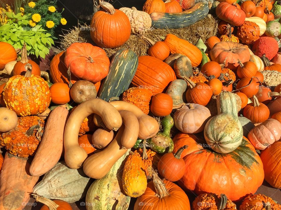 Squash pile