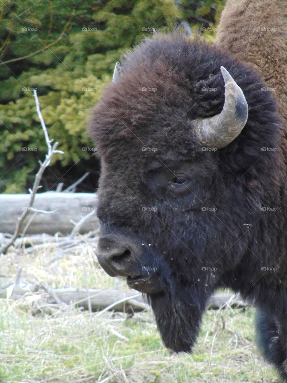 Closeup of a bison in Yellowstone National Park. 