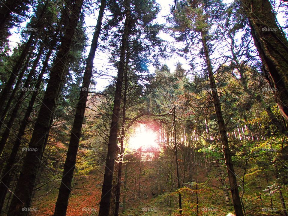 View of forest