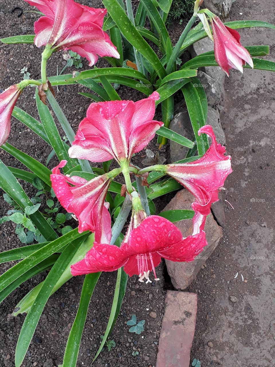 High angle shot of hippeastrum reginae