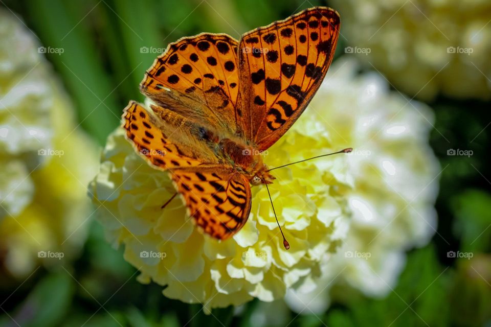Tiger butterfly at the yellow flower