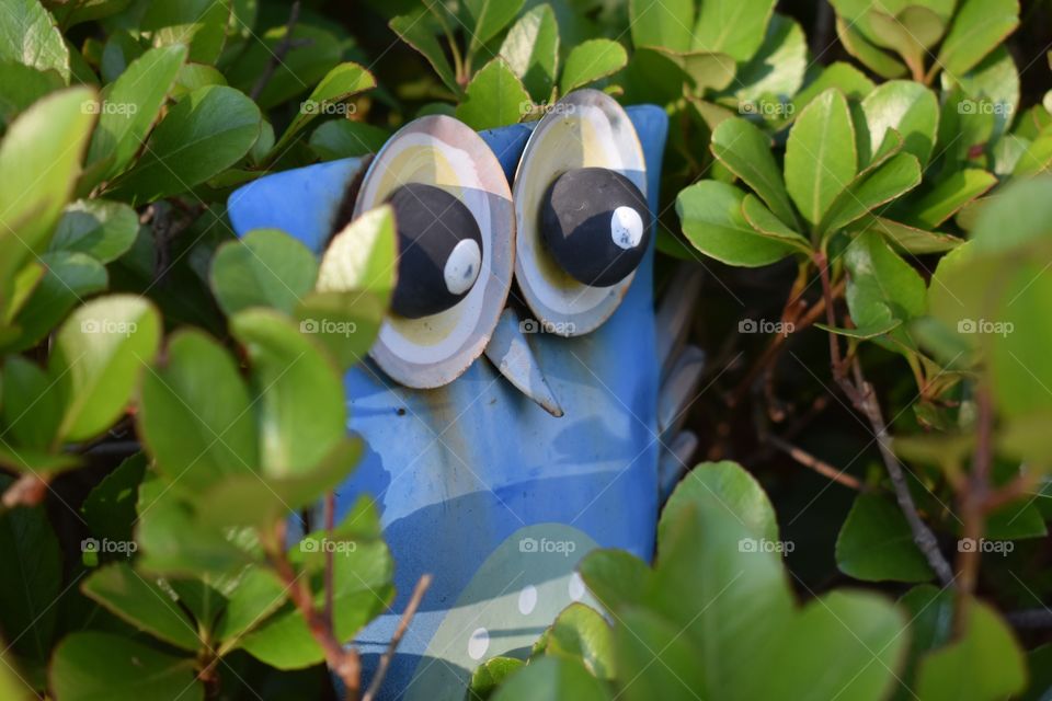 Owl in the bushes. 
