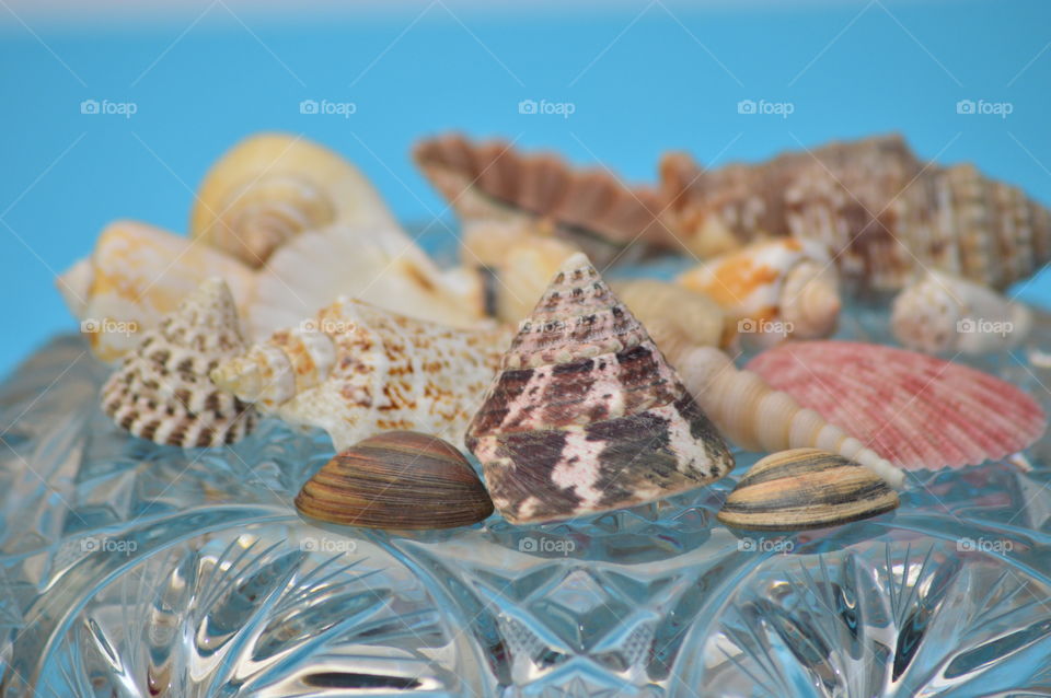 Sea Shells