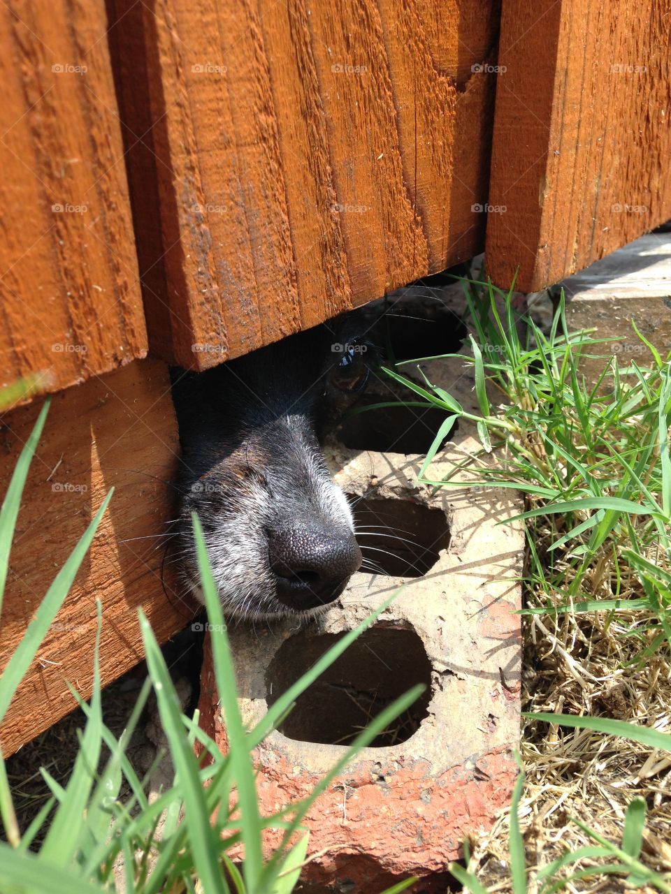 Let me out. Dog nose sticking out under fence