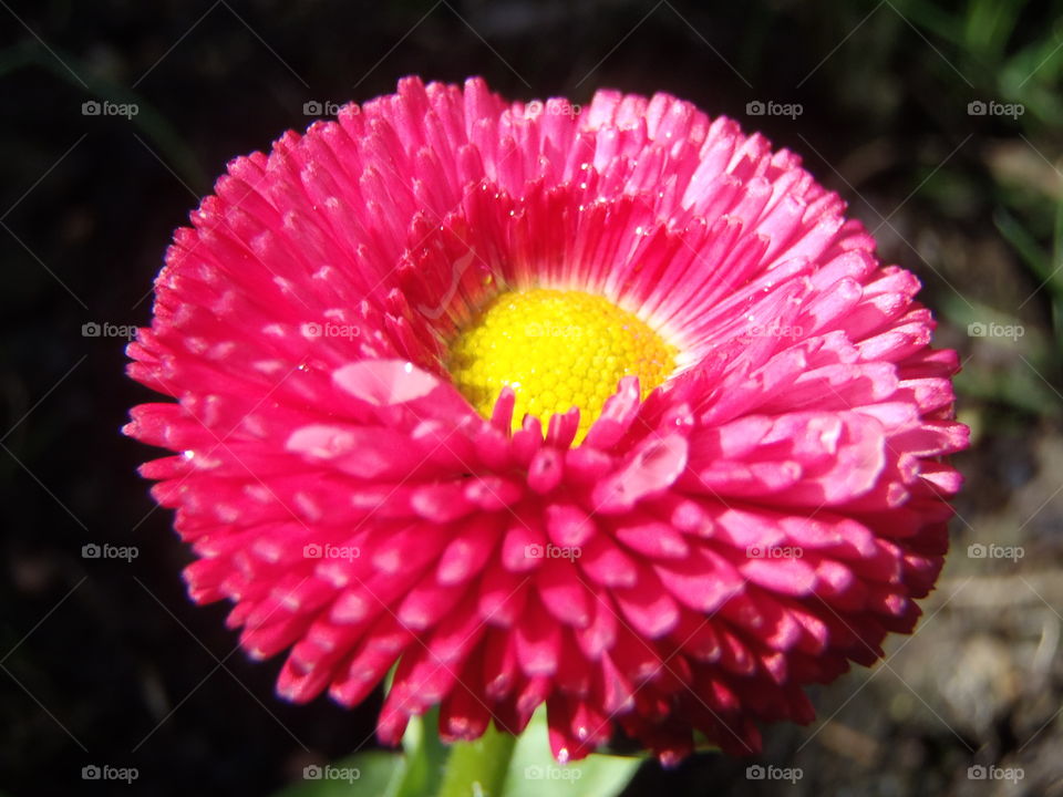 Macro bellis 