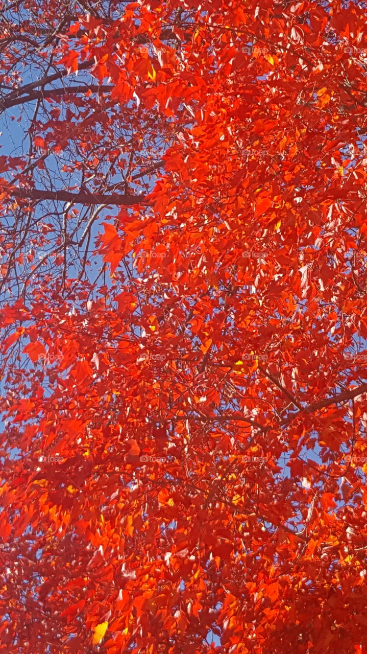 Red Fall